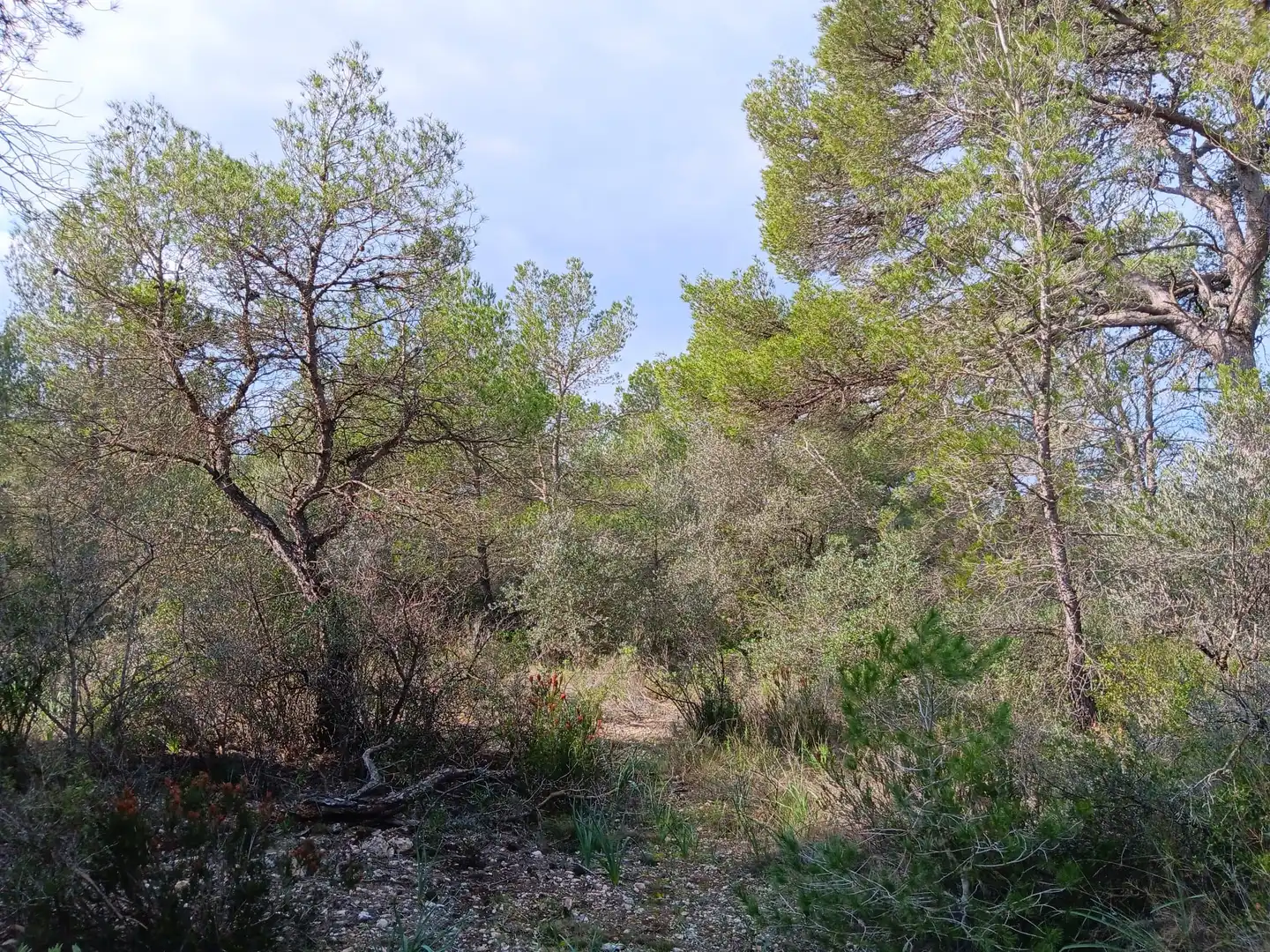 Lands and plots for sale in Ginestar, imagen 3