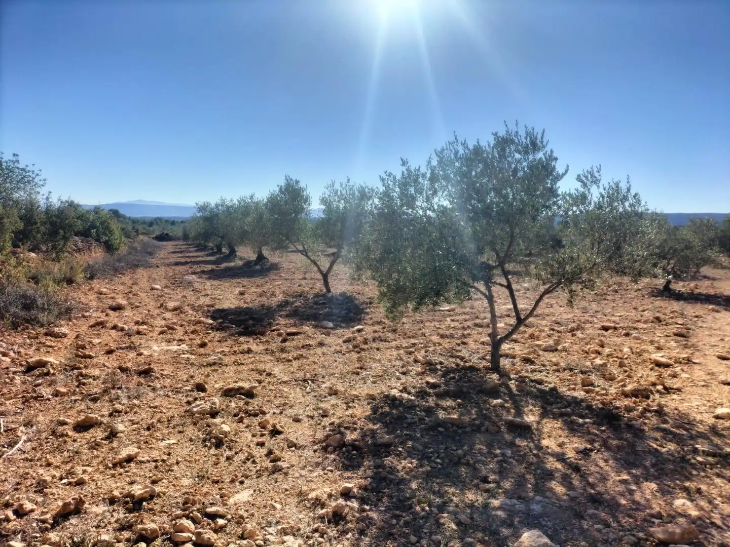 Terreno rustico in vendita a Polígono 7 Parcela 82 LOMA FERRER. NAVARRES (VALE 7, imagen 5