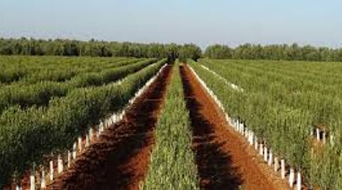 Finca de olivar super intensivo en Sevilla, immagine 3