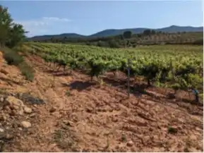 Terrain rustique à vendre à Requena, imagen 13