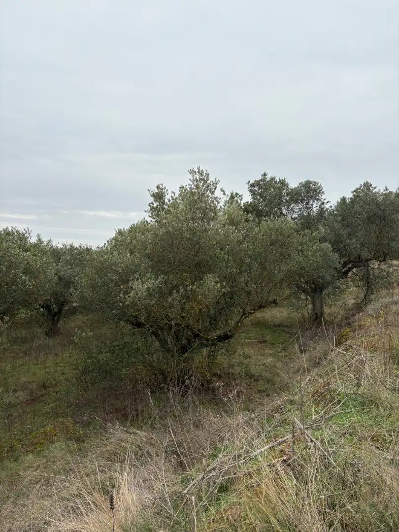Terreno rústico en venta en Lardero, imagen 2