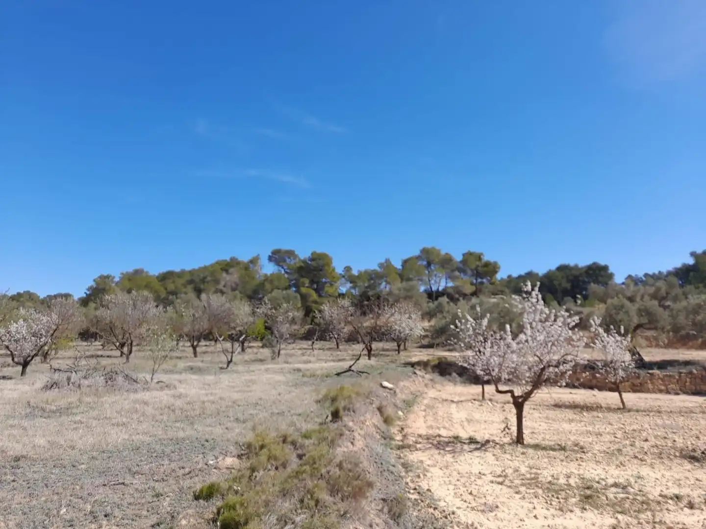 Rural land for sale in Batea, imagen 13
