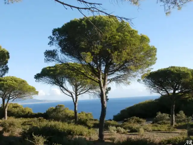 Terreny rústic en venda a Barbate ciudad, imagen 3