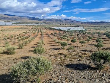 Terrenos y solares en venta en Campo de Gergal