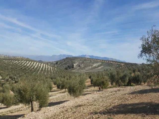 Terreno en Venta en Pozoblanco en Cabra del Santo Cristo