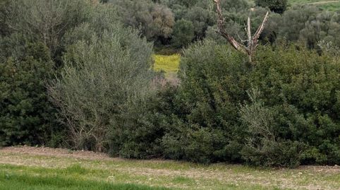 Foto 3 de Terreno en venta en Llubí, Illes Balears