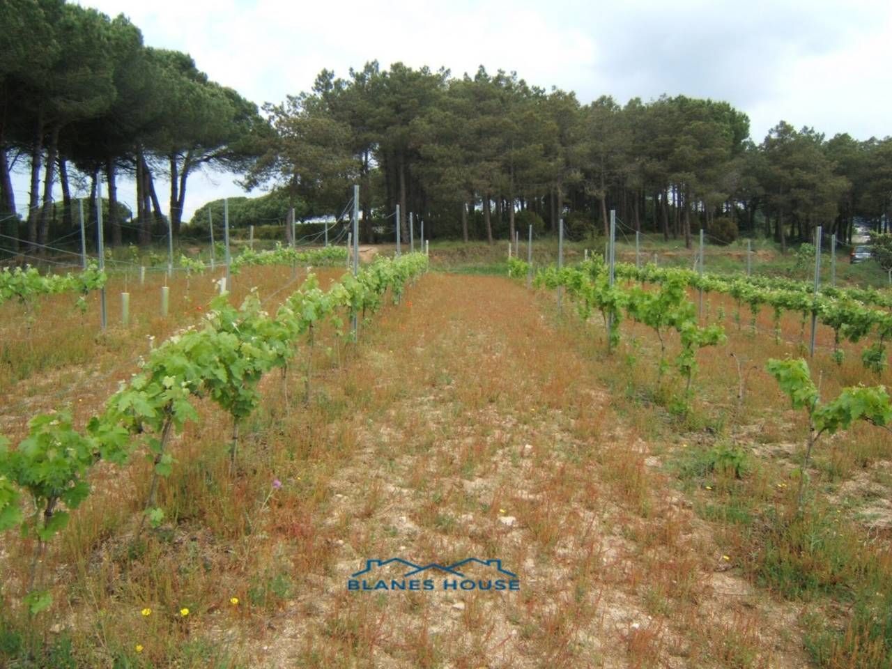 Land for sale in Blanes