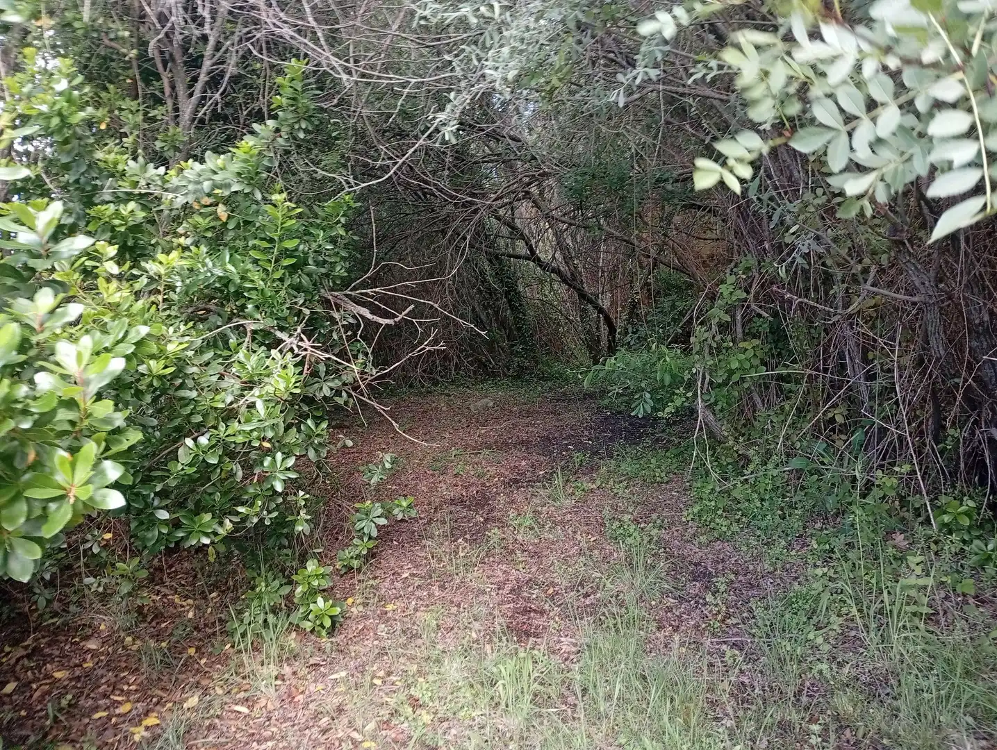 Terreni e lotti in vendita a Losar de la Vera, imagen 13