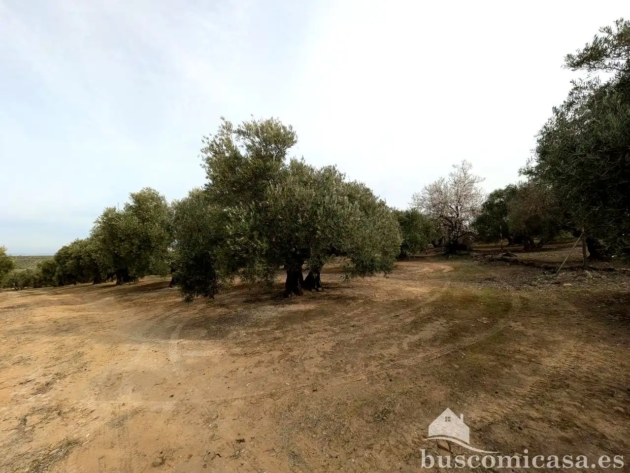 Finca rústica en venda en Baeza amb Jardí privat, Terrassa i Traster