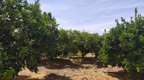 MAGNIFICO TERRENO CON NARANJOS EN PLENA PRODUCCION EN ANNA