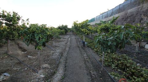 SalobreñaFinca Rustica, imagen 2