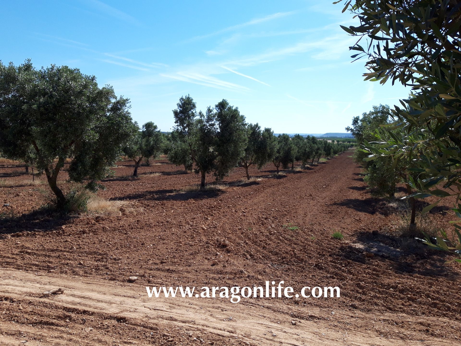 Land for sale in Maella