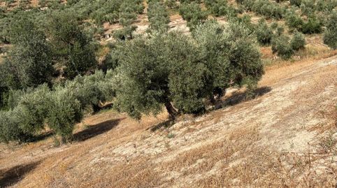 Finca de Olivar en Plena Producción, immagine 4
