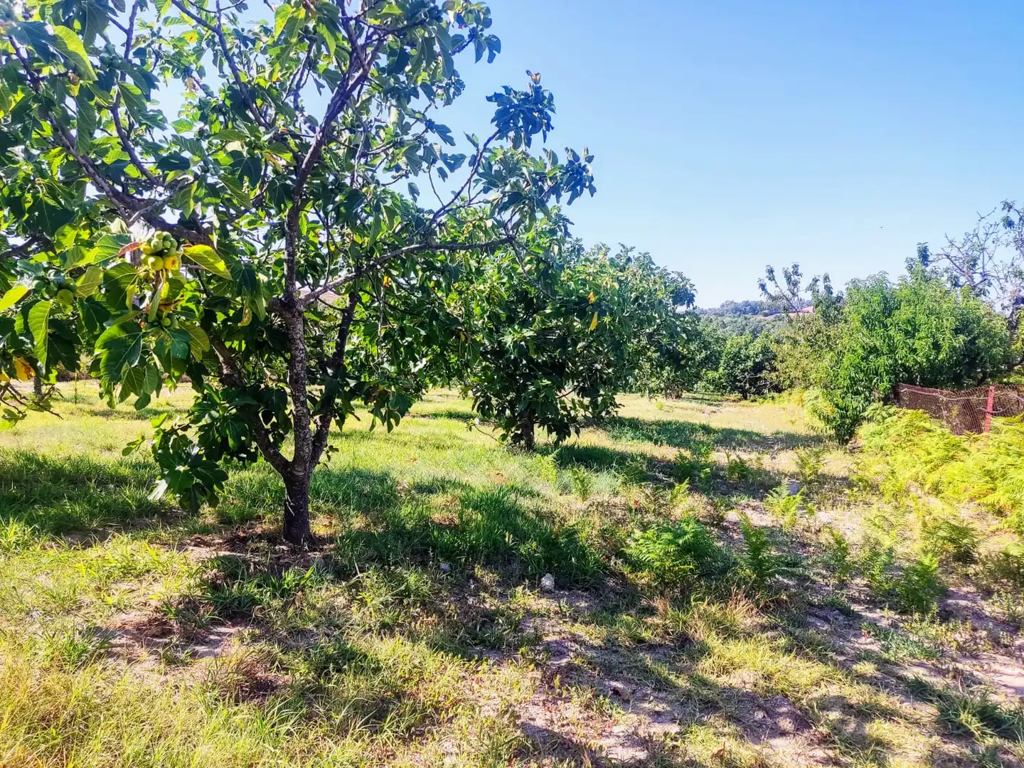 Terreni e lotti in vendita a Jarandilla de la Vera