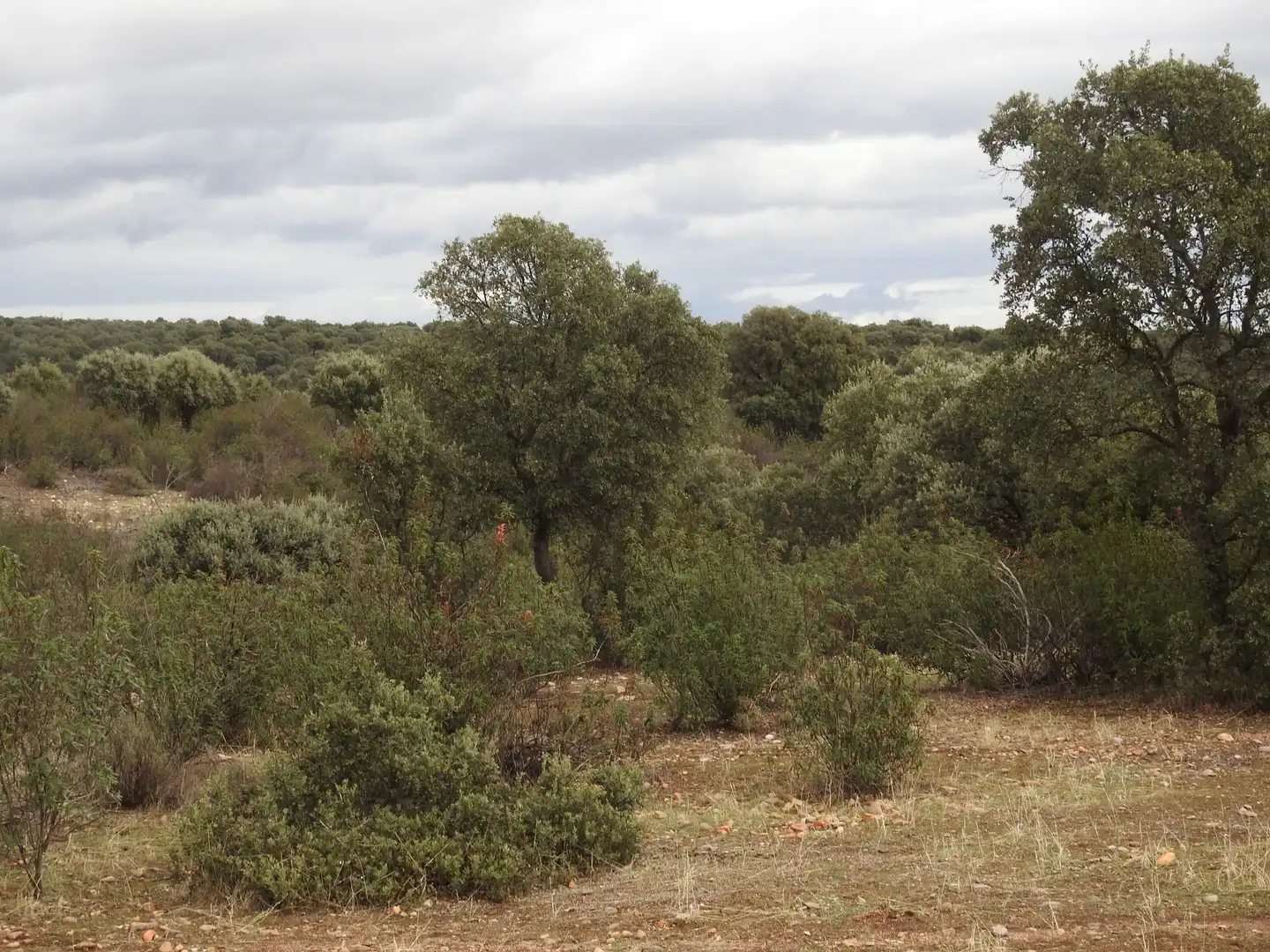 Terreni e lotti in vendita a Peraleda de la Mata, imagen 17