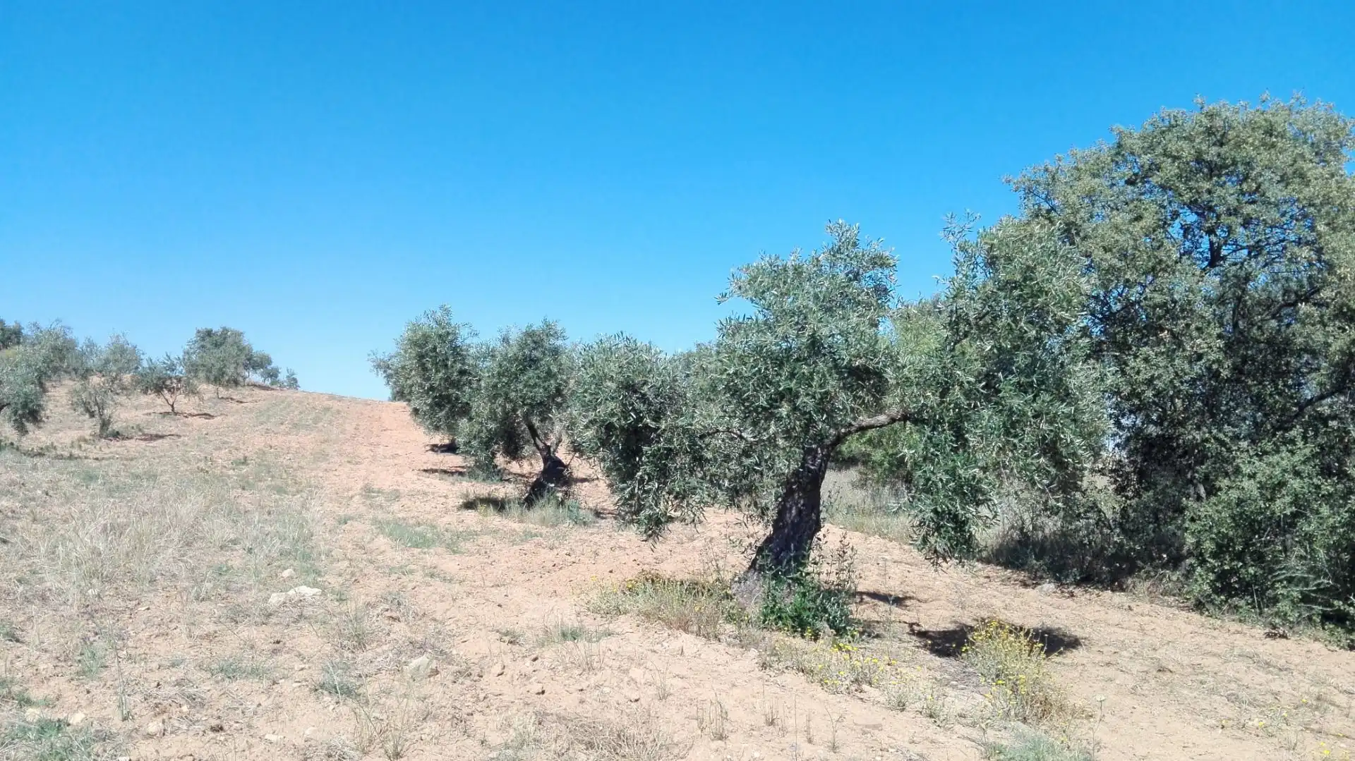 Terrenys i solars en venda a Don Álvaro, imagen 2