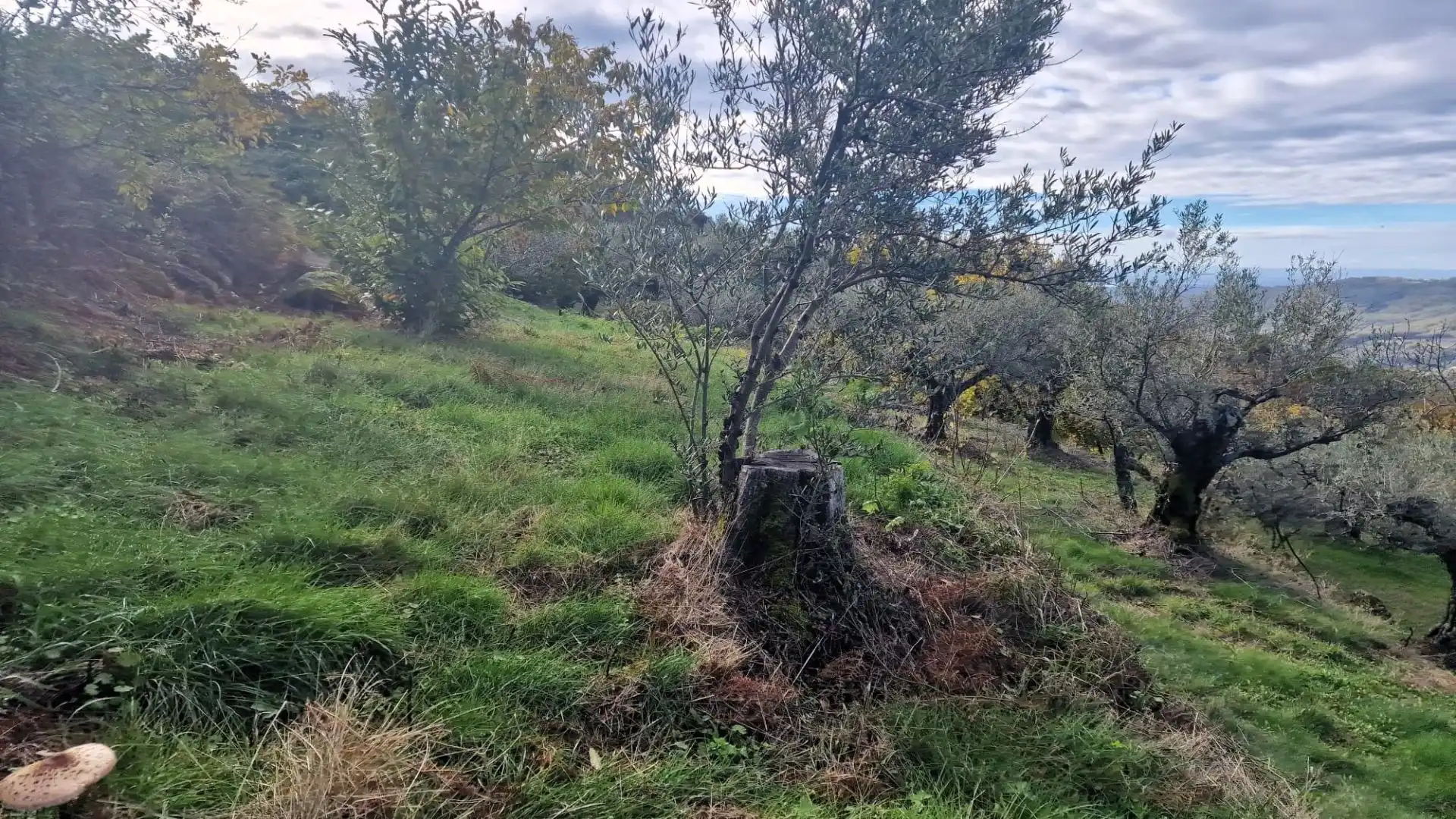 Terreno en venta en Guijo de Santa Bárbara