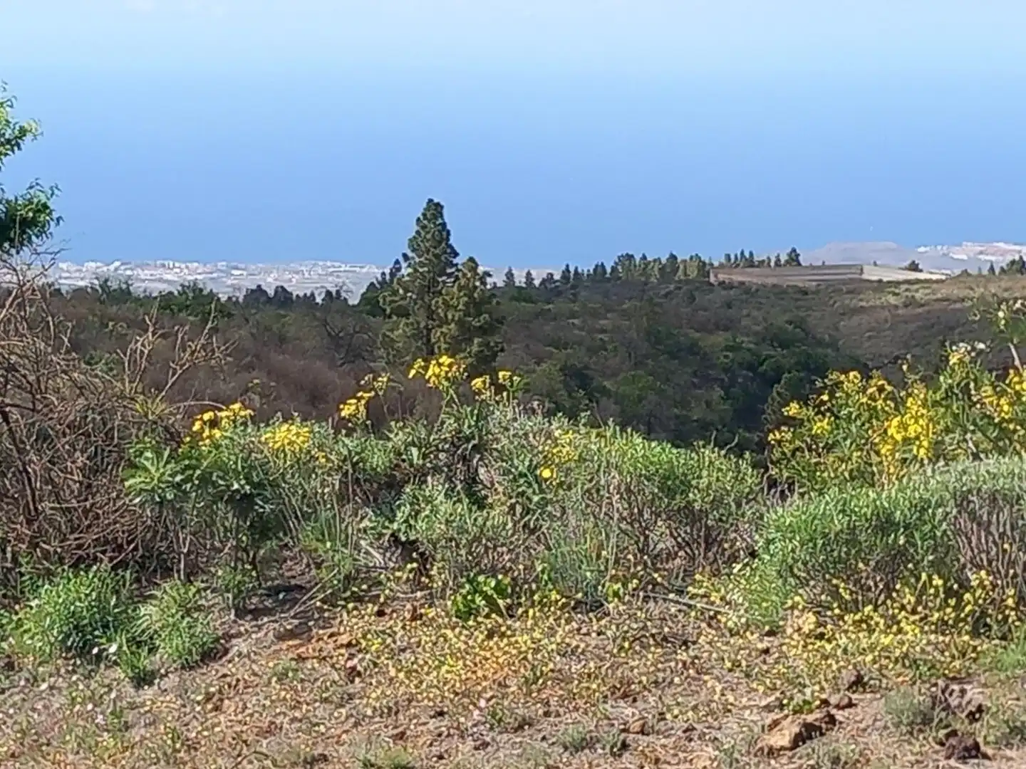 Casa o chalet en venta en Vilaflor de Chasna con Jardín privado