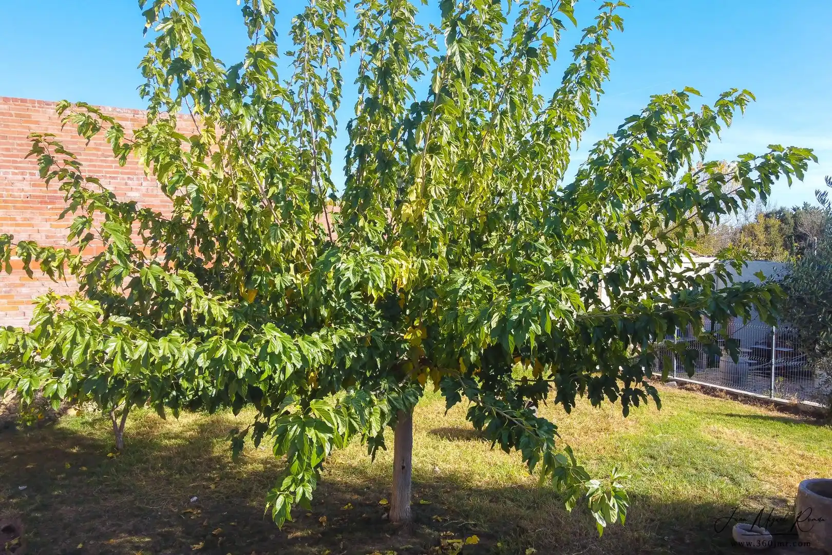 Jardí de Casa o xalet en venda en Santa Llogaia d'Àlguema amb Aire condicionat, Terrassa i Traster