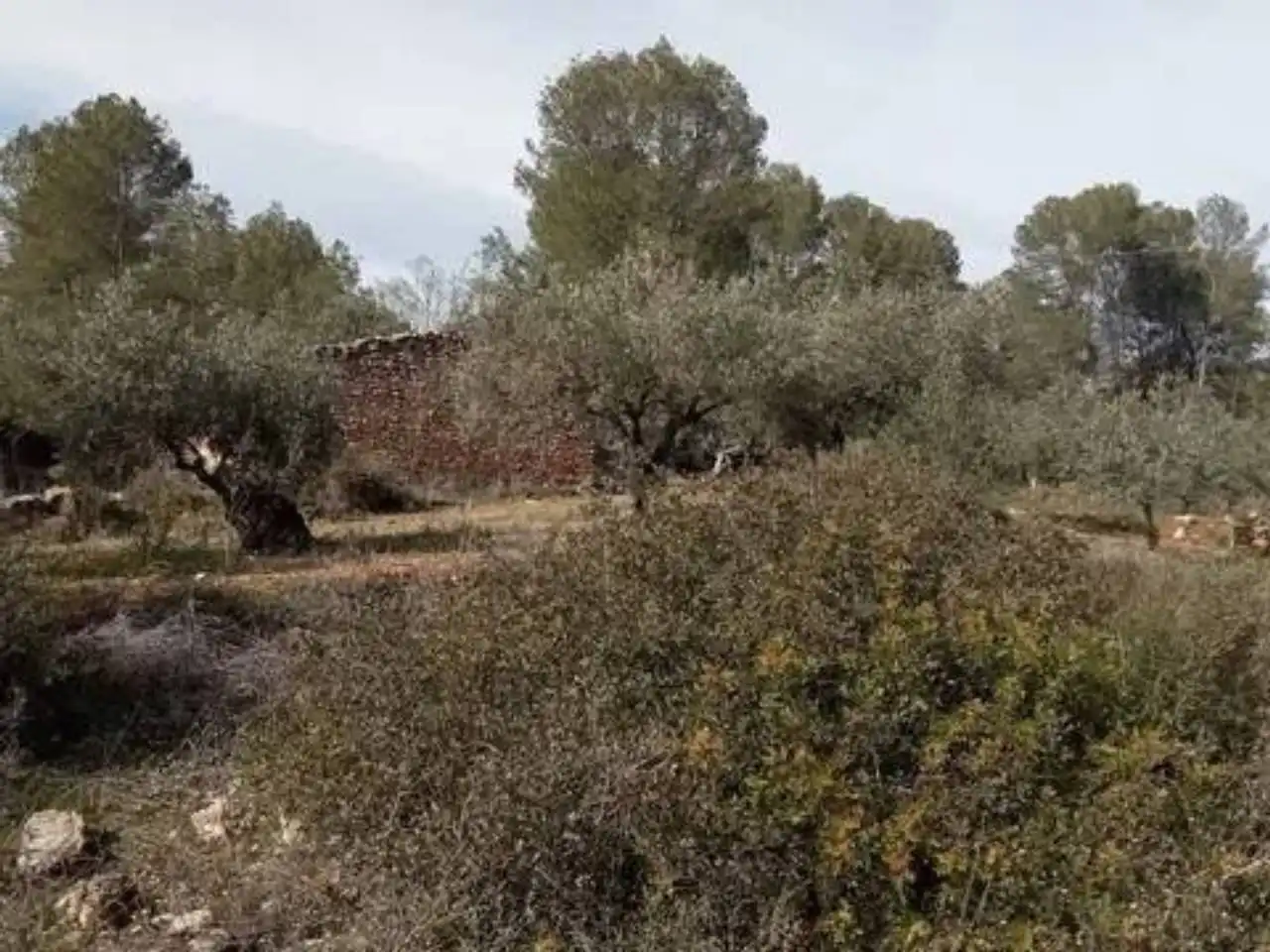 Terreno en venta en Guadasséquies