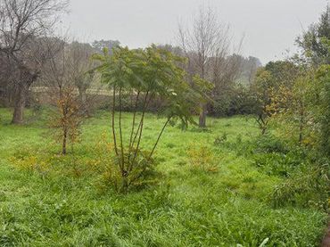 Terreny residencial en venda a Alcaudon