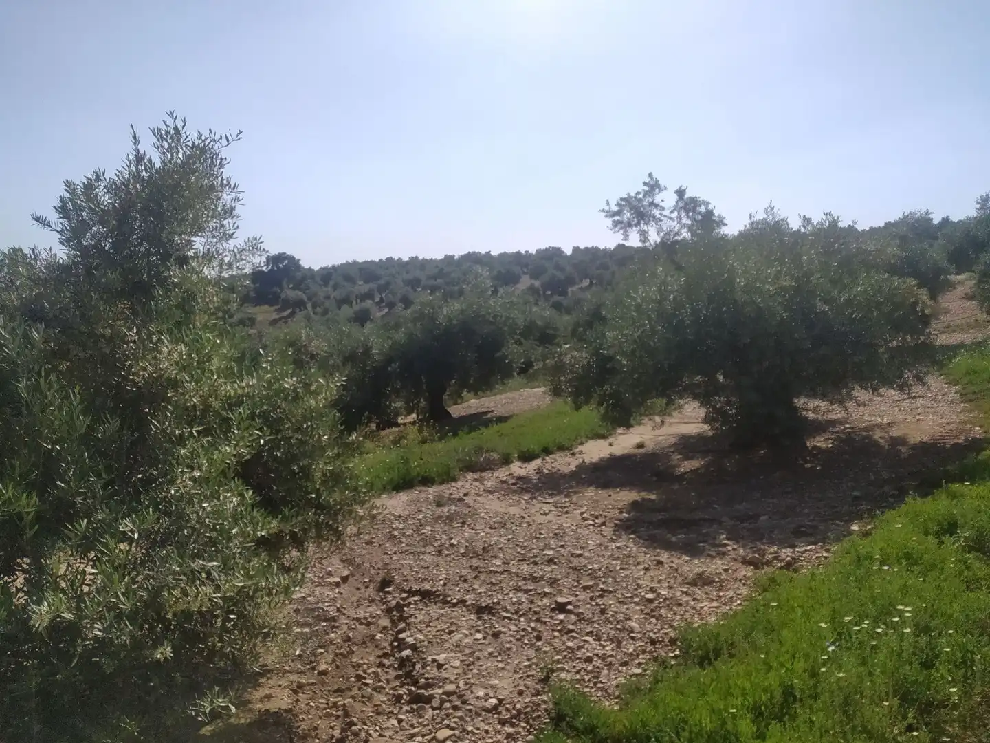 Terreni e lotti in vendita a Villanueva de la Reina, imagen 13