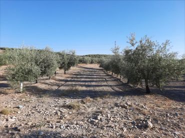 Terreno rustico in vendita a Navas del Sepillar