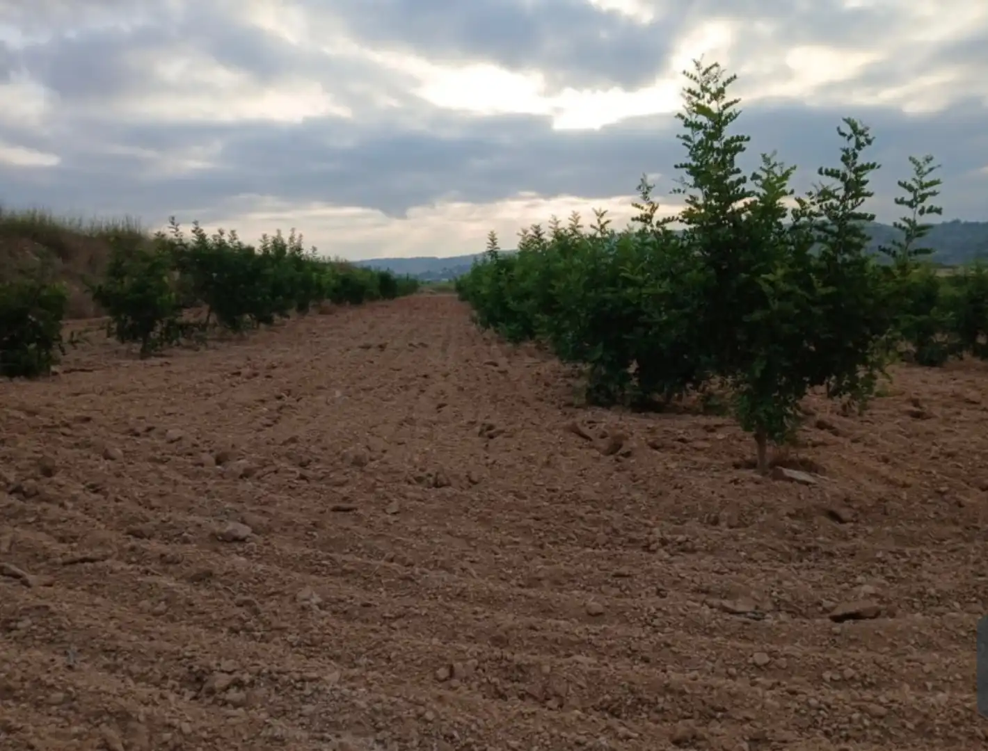 Rural land for sale in Llano de la Paridera 576, imagen 4