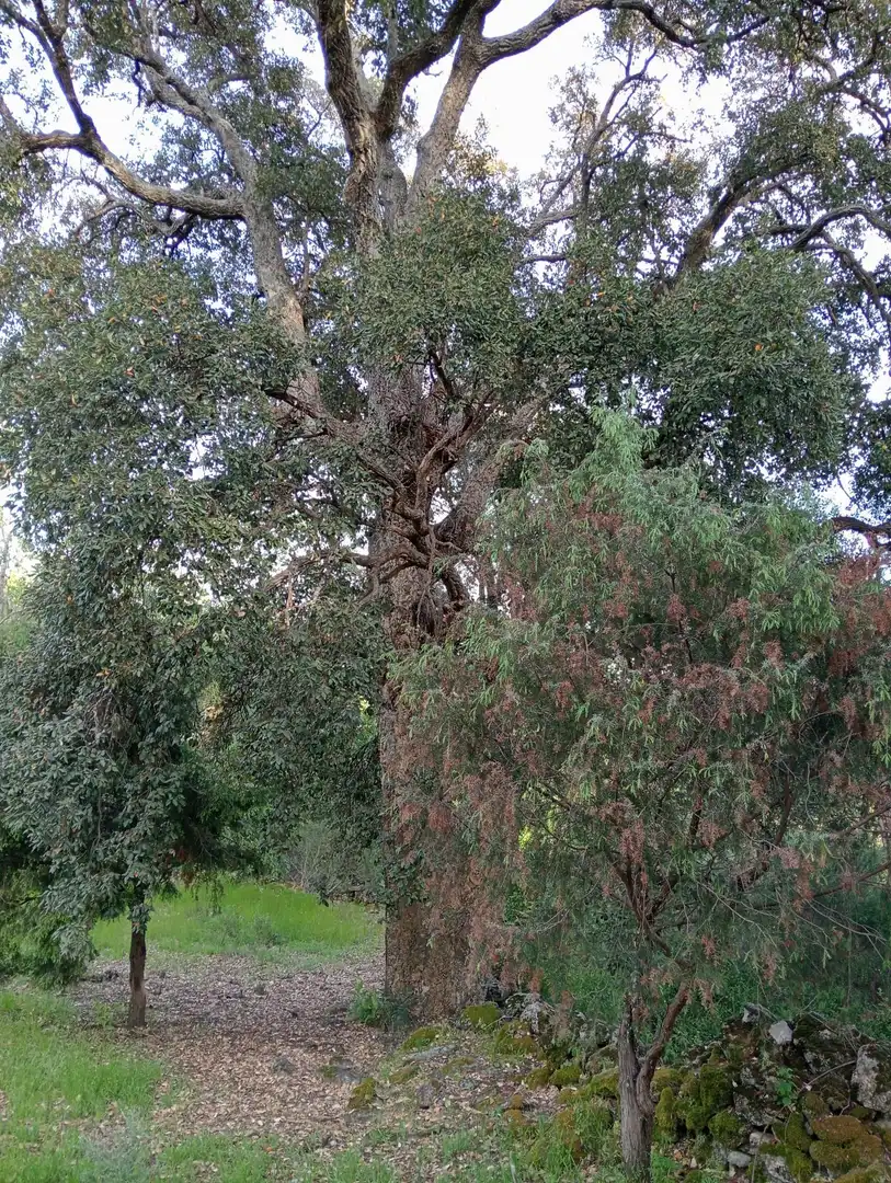 Jardín de Terreno en venta en Villanueva de la Vera
