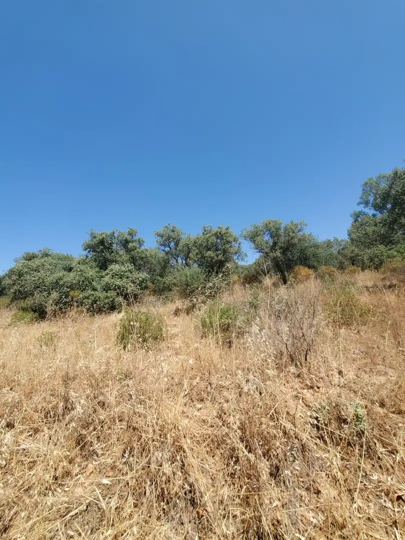 Finca rústica en venta en Área Rural-Valverde-Las Casas