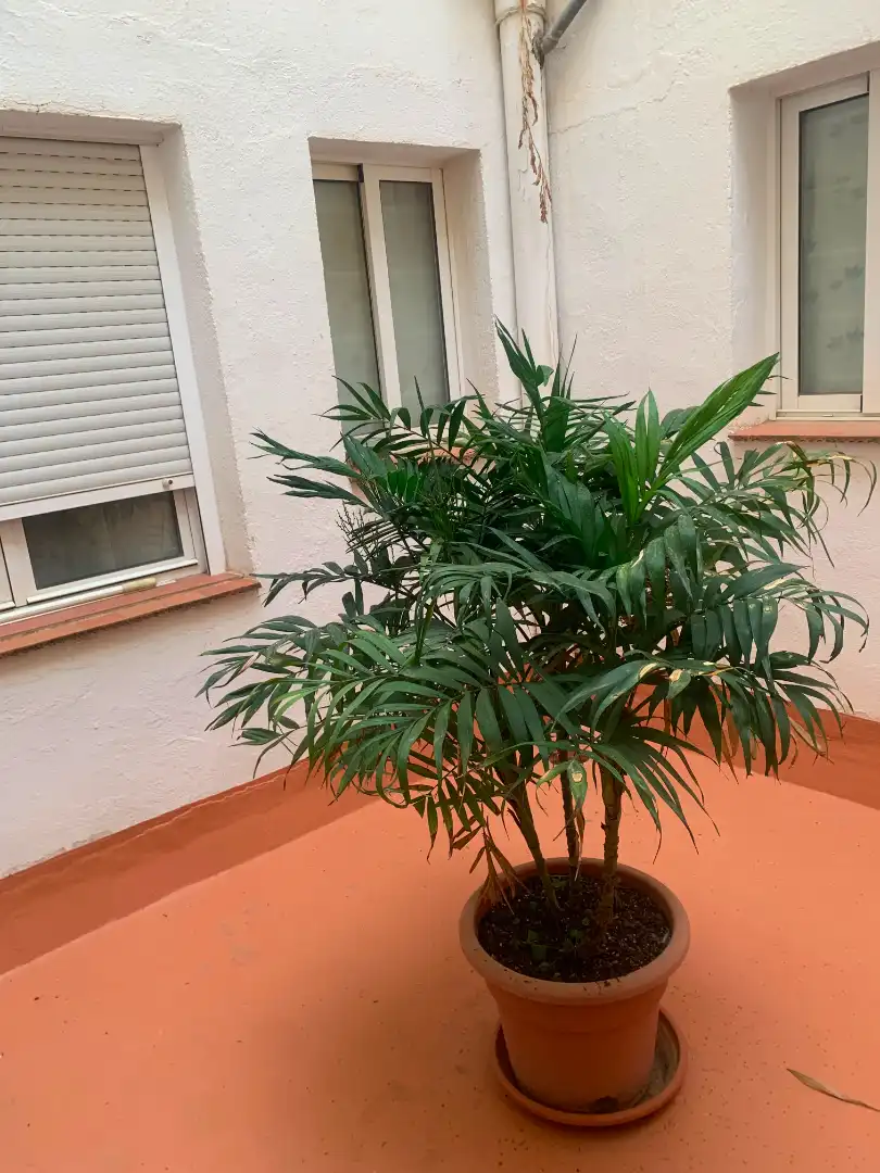 Appartamento con terrazza in vendita a Calle Santa Lucia, imagen 23