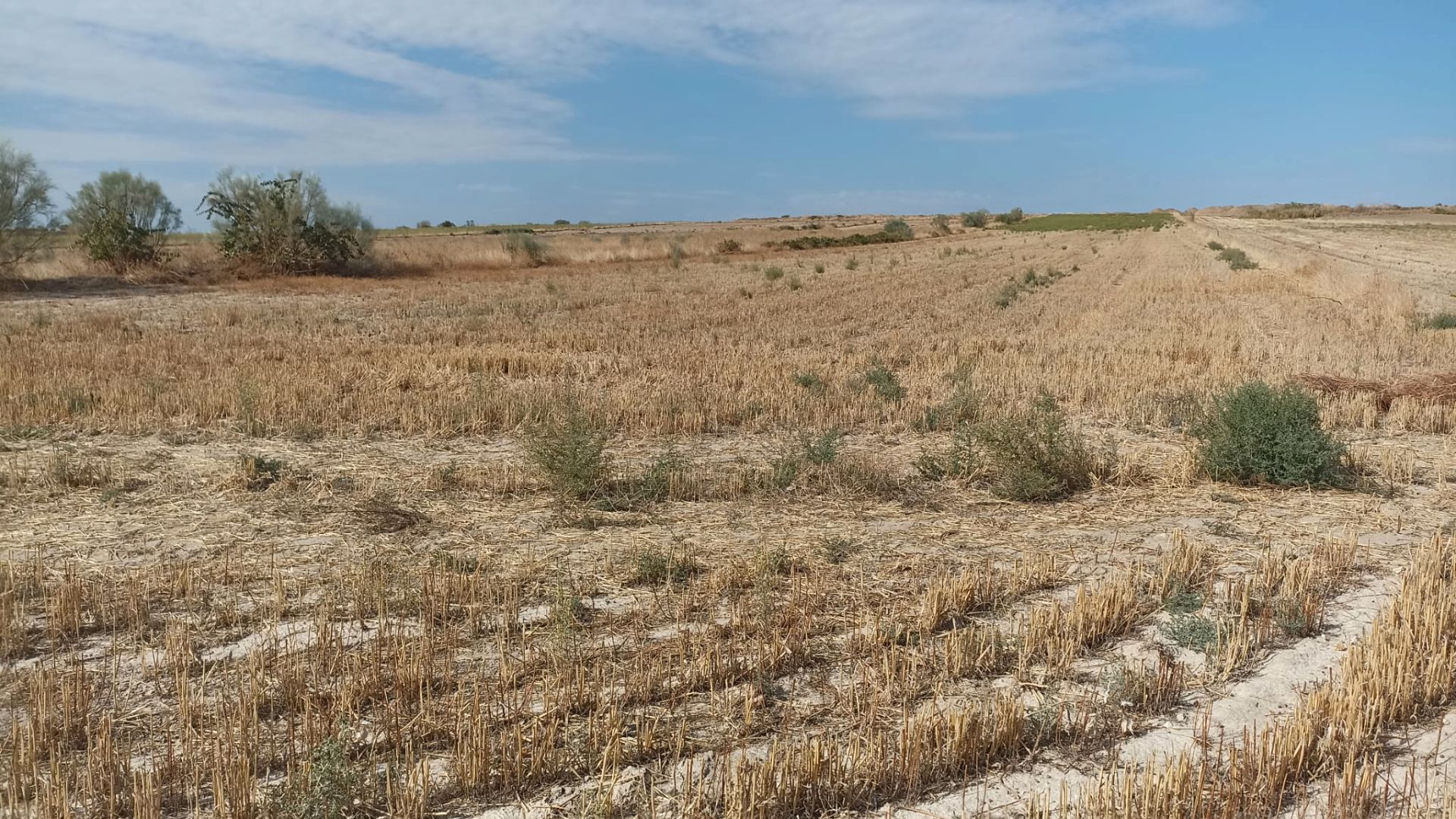 Terreny en venda en Casarrubios del Monte