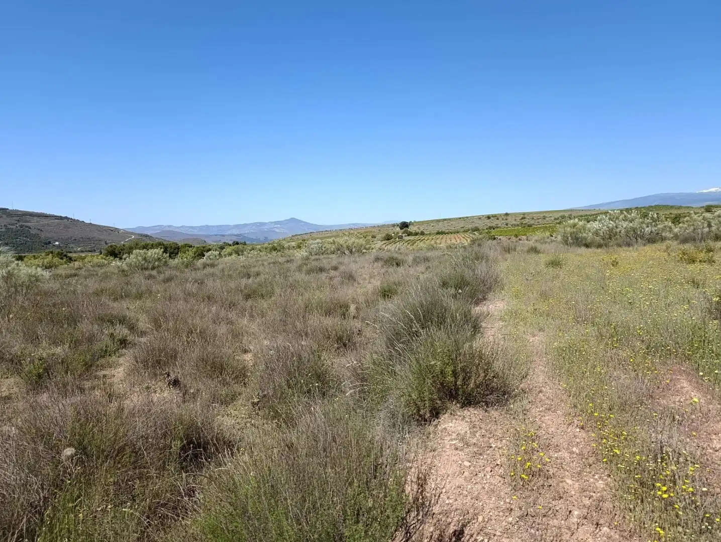 Terreny rústic en venda a Paterna del Río, imagen 3