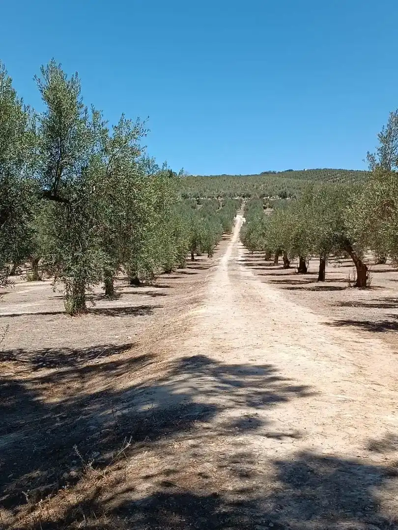 Vista exterior de Piso en venta en Montilla