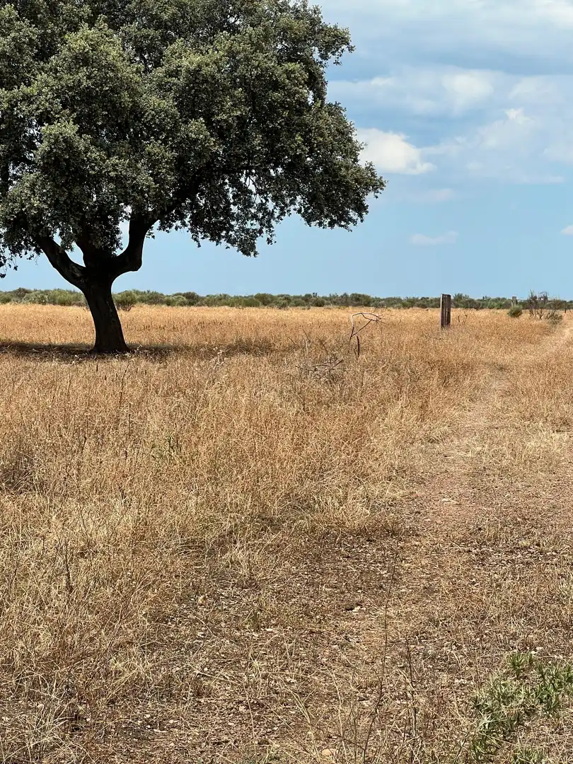 Land for sale in Calle Hernán Cortés, 20, Jaraicejo