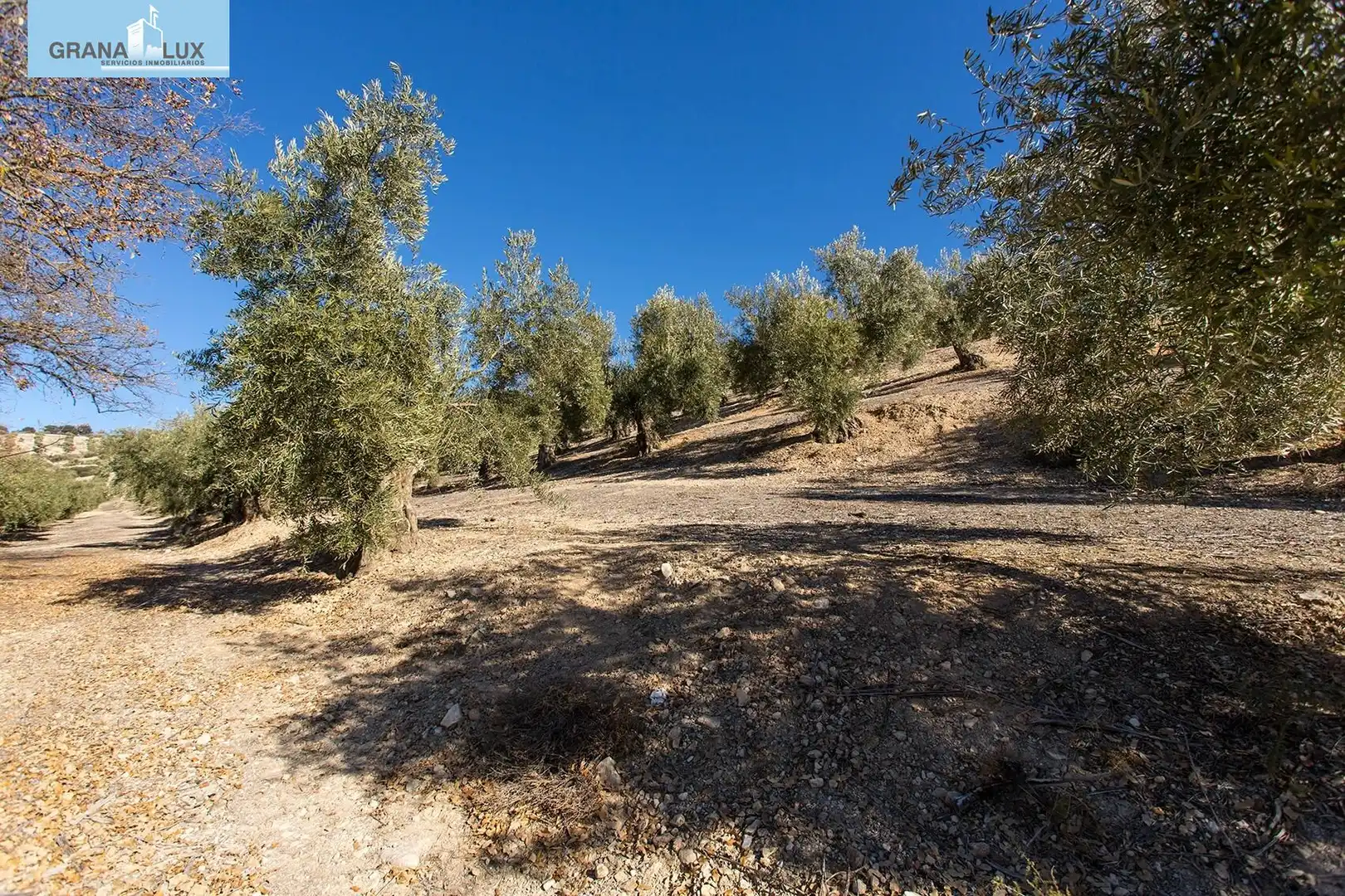 Land for sale in Campotéjar