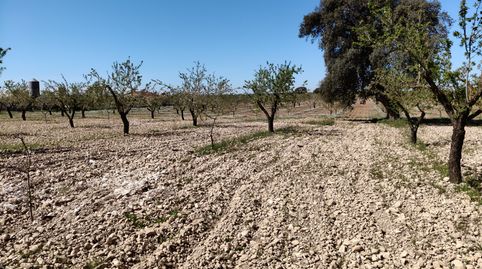ALMEDROS EN LAS ALMONTARAS