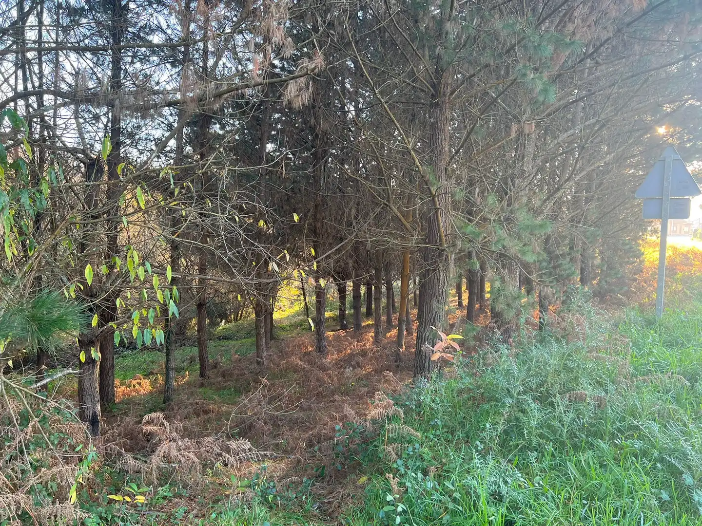 Terrenys i solars en venda a Sedes - Pedroso - Doso, imagen 11
