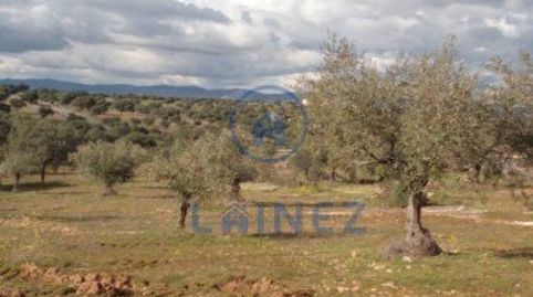 Olivar en venta situado en el municipio de los Blázquez provincia de Córdoba , con una superficie de  2 hectáreas (20.000 m2) , mu