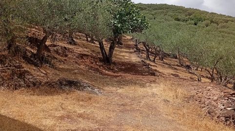 Foto 3 de Finca rústica en venta en Camino 21210, Zufre, Huelva