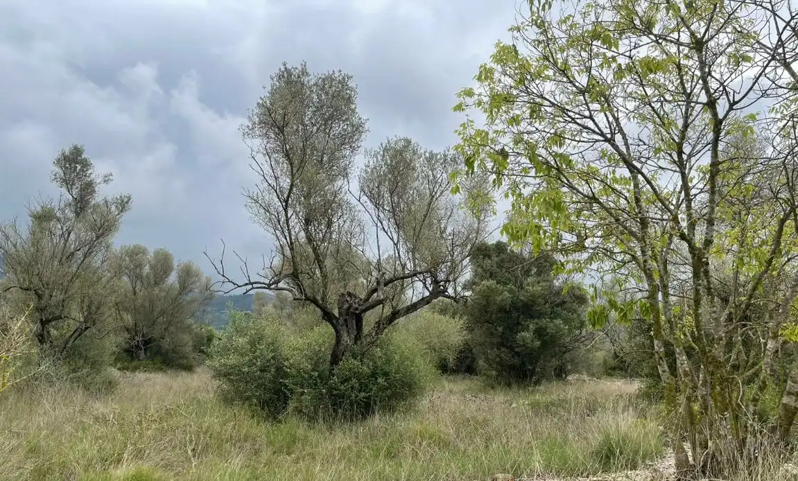 Rural land for sale in Ptda Mas De Rector, imagen 6