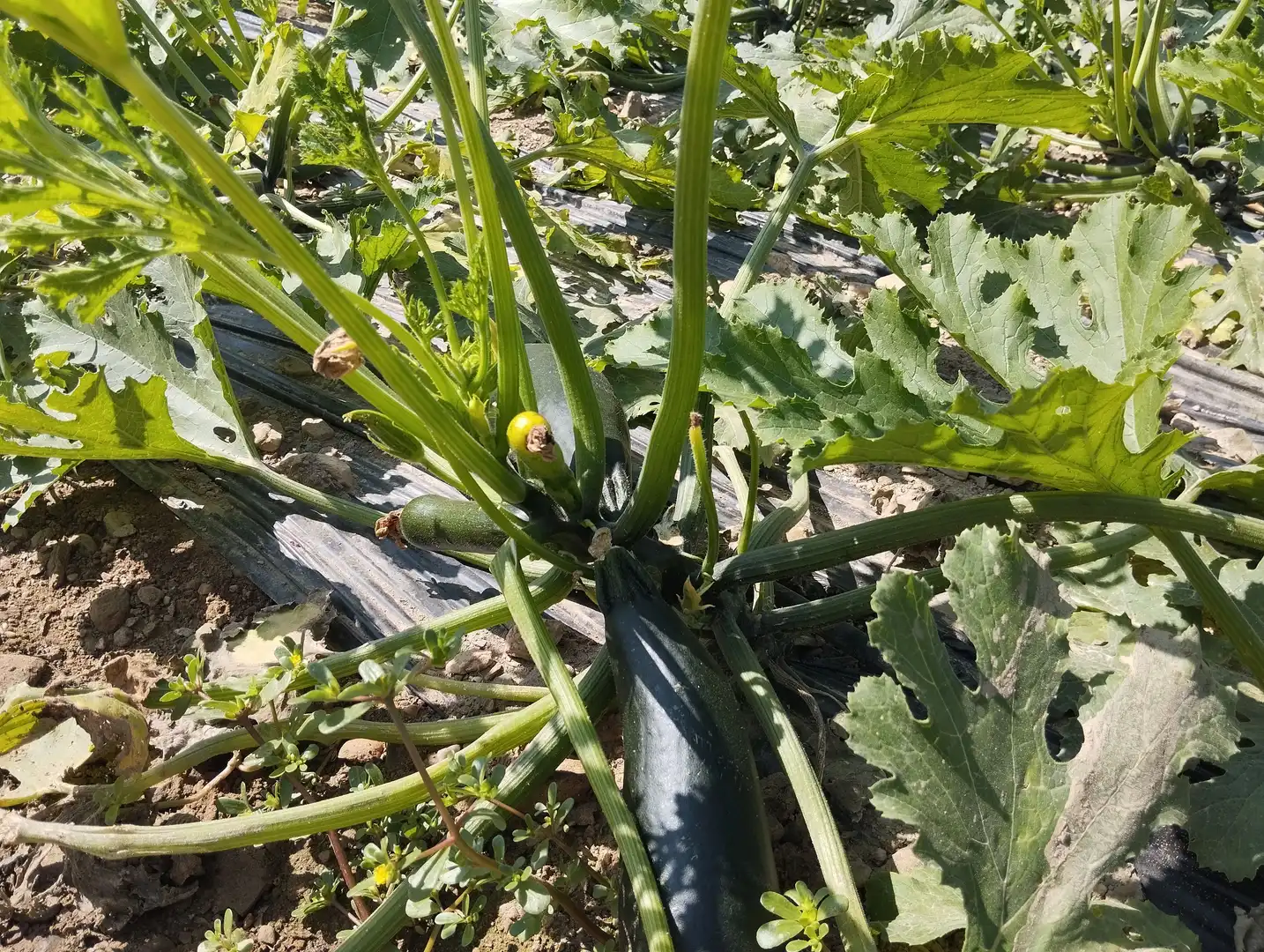 Terreno rustico in vendita a Santa Fe de Mondújar, imagen 21