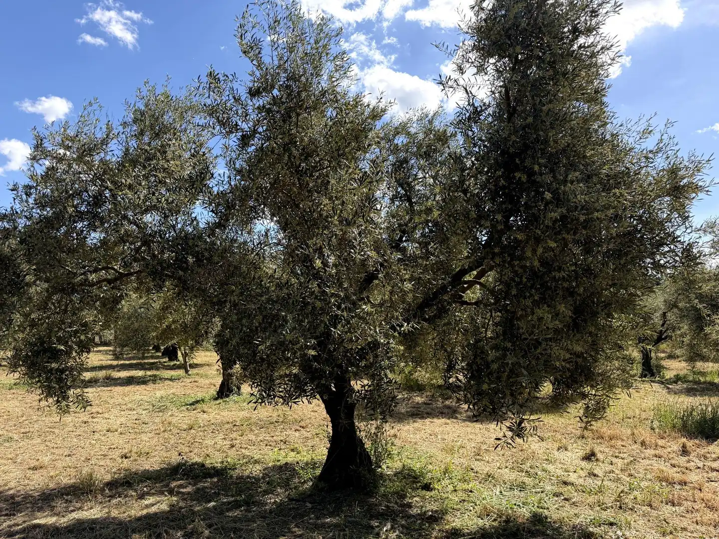 Jardín de Finca rústica en venta en Teba con Calefacción y Trastero