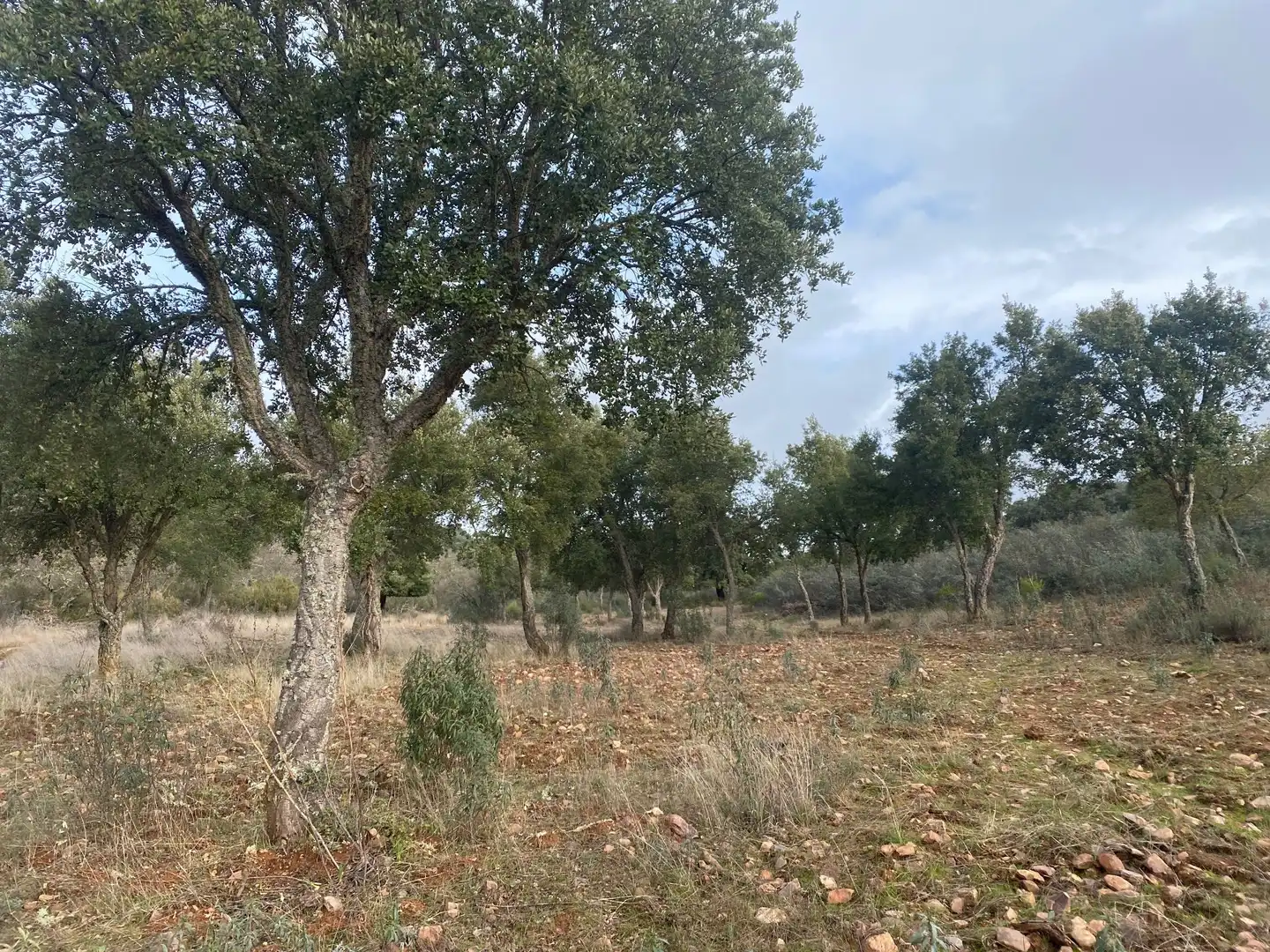 Terreno en venta en Anchuras
