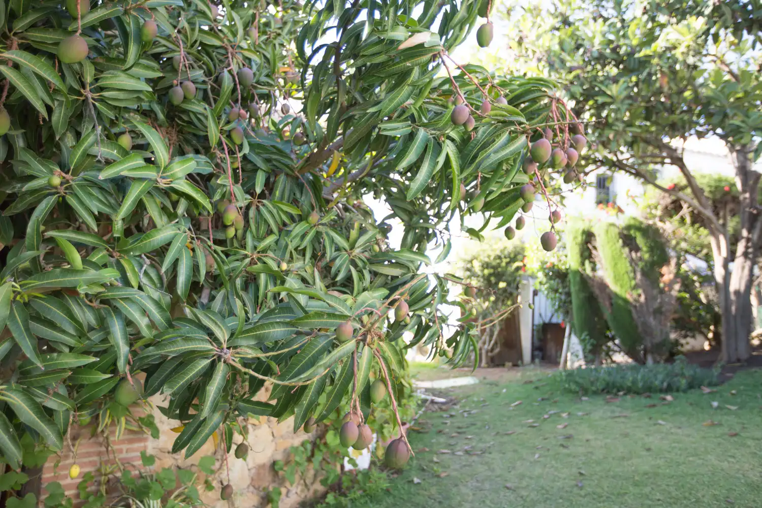 Ground floor for rent in Bello Horizonte - Lindasol