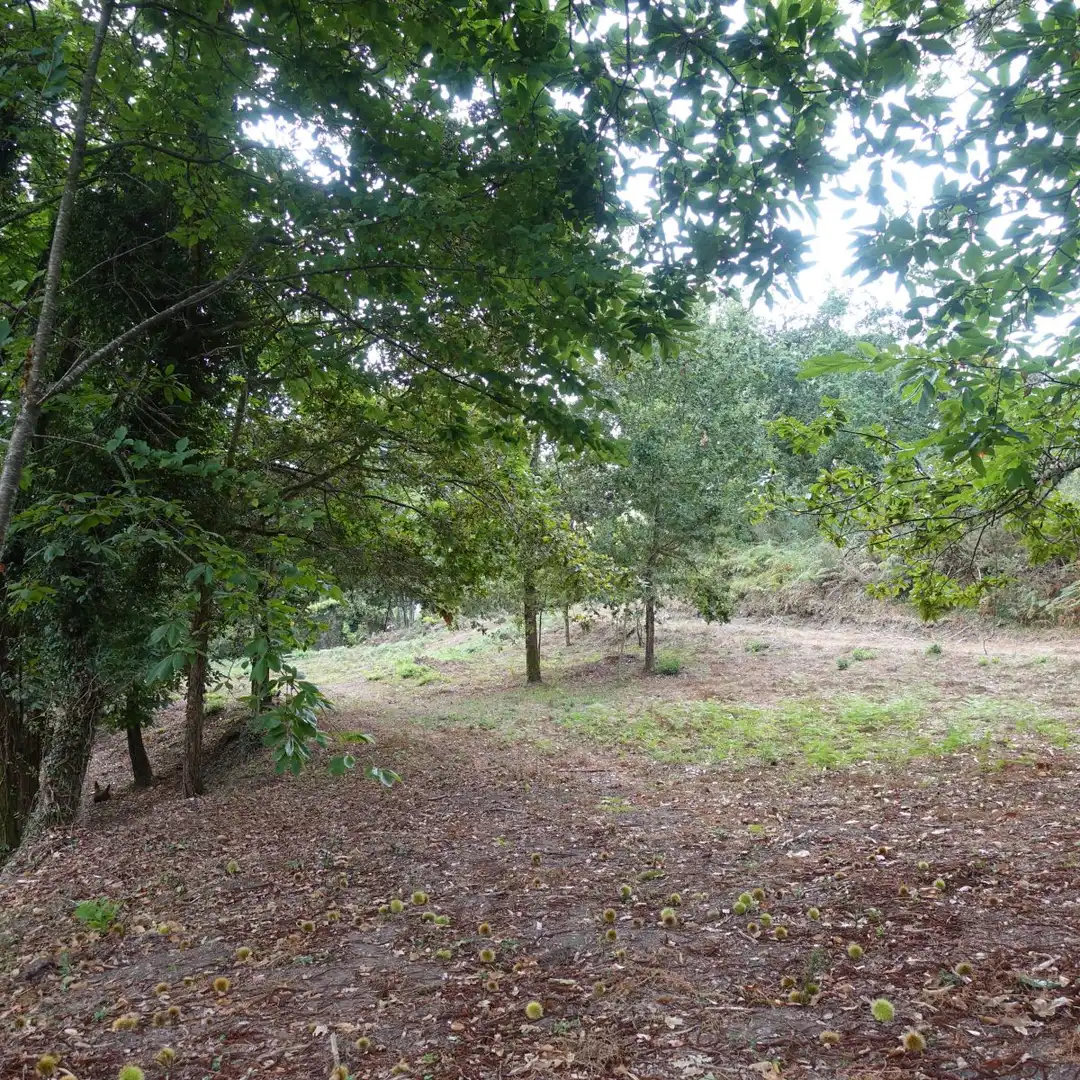 Finca rústica en venta en Gondomar