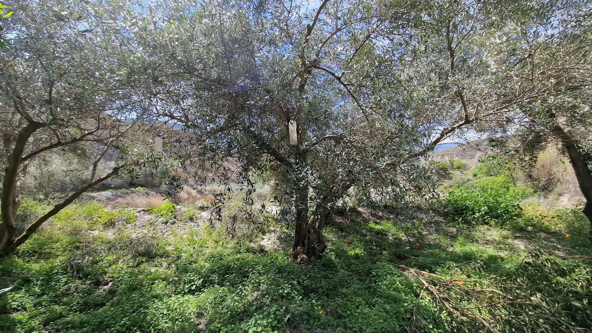Finca rústica en venda en Canjáyar amb Jardí privat i Moblat
