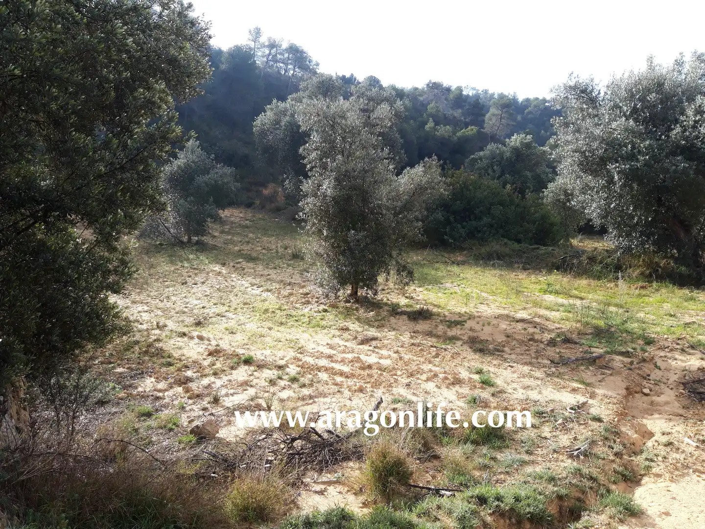 Finca rústica en venta en Batea