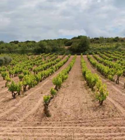 Terreno en Venta en Clavijo