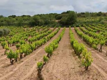 Terrain rustique à vendre à Clavijo